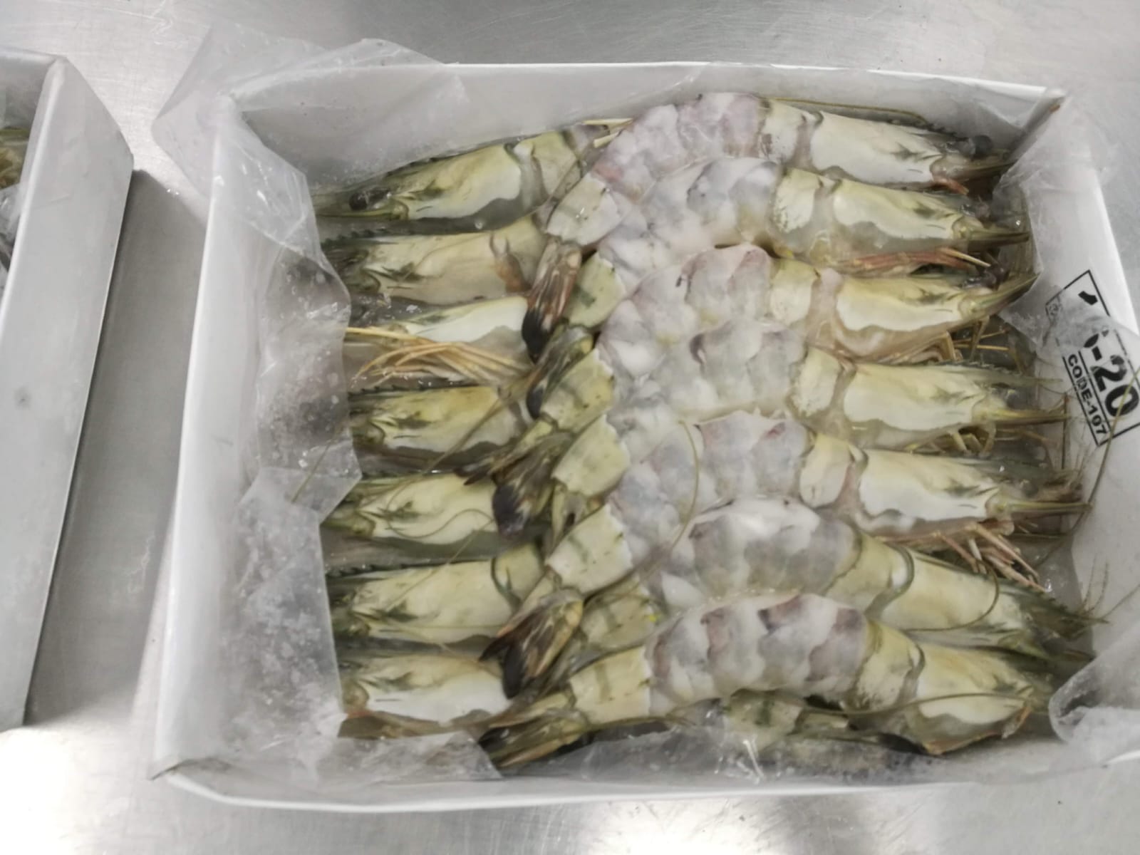 Shrimp Collection